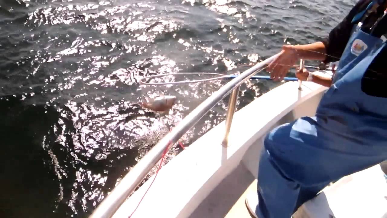 三喜丸のマダイ釣り