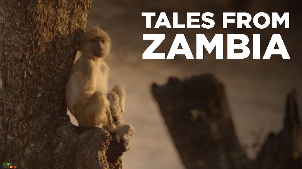 Tales From Zambia: Elephant Valley 🐘- Wildlife Documentary 