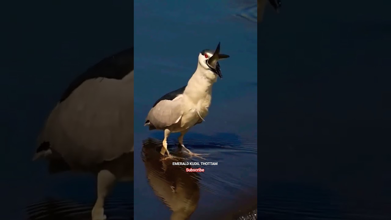 Black Crowned Night Heron Swallows Huge Fish #shortsfeeds