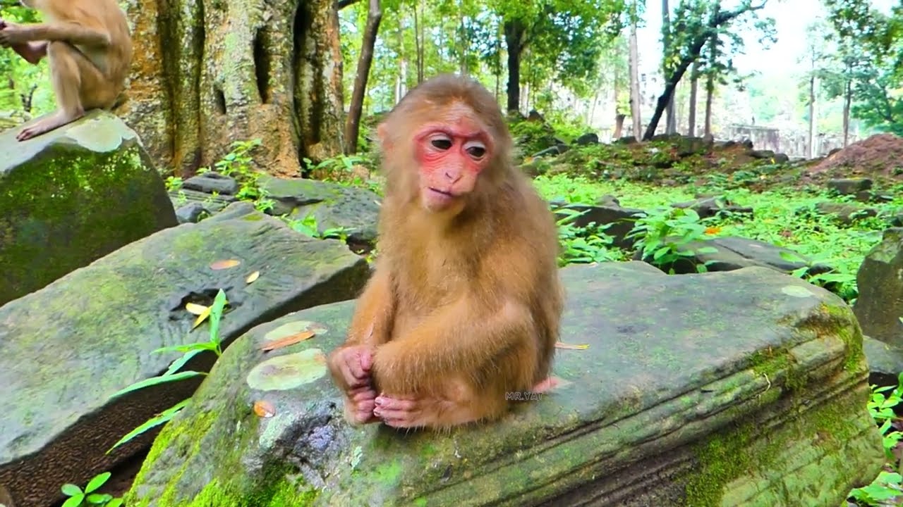 Poor abandoned monkey Jenny tries to lick her own leg wound | style Baila, welcome Pretty monkey🙊💕