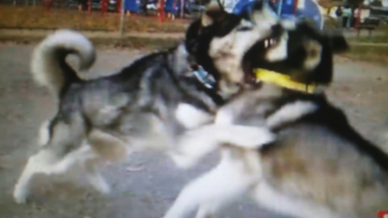 Two Huskies In Intense Dog Park Battle
