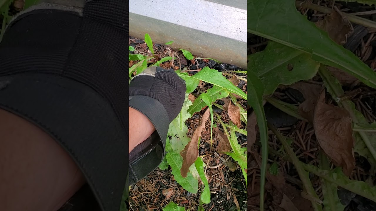 Satisfying weed pulling