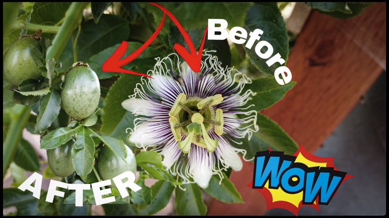 How To Pollinate Passion Fruits Flowers By Hand |