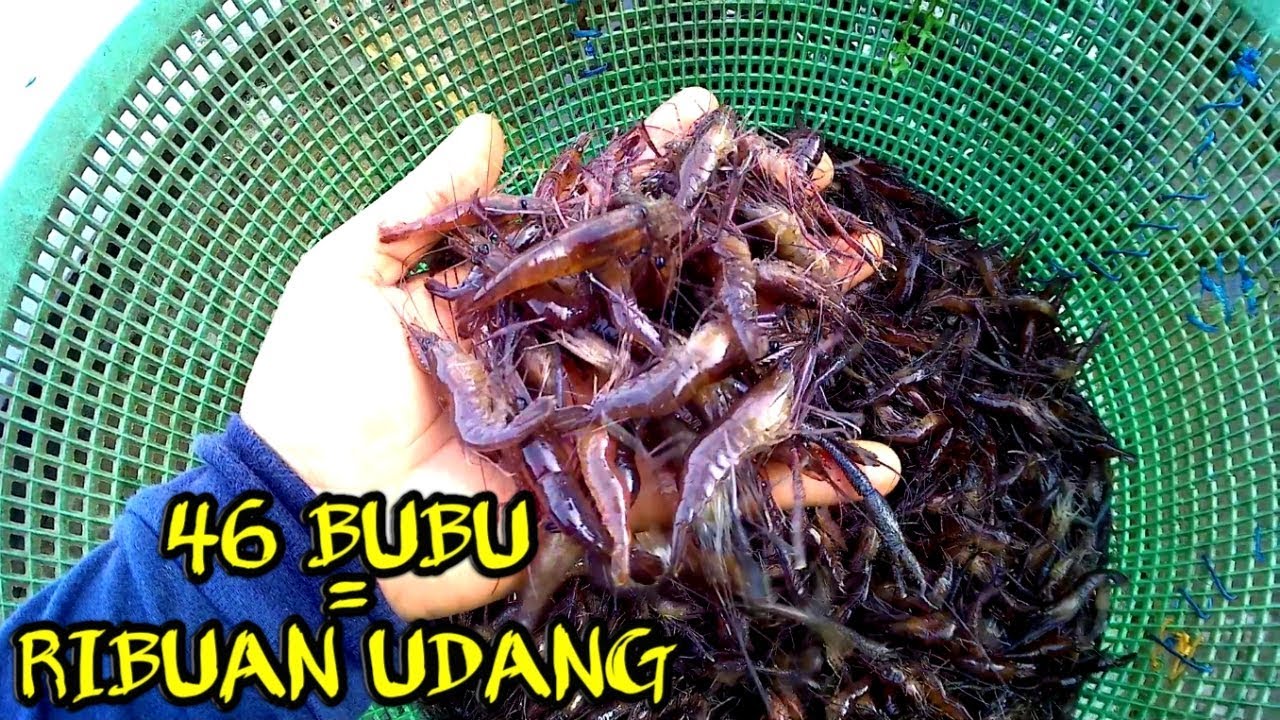 REKOR!!!angkat 46 bubu udang air hitam hasil nya luar biasa