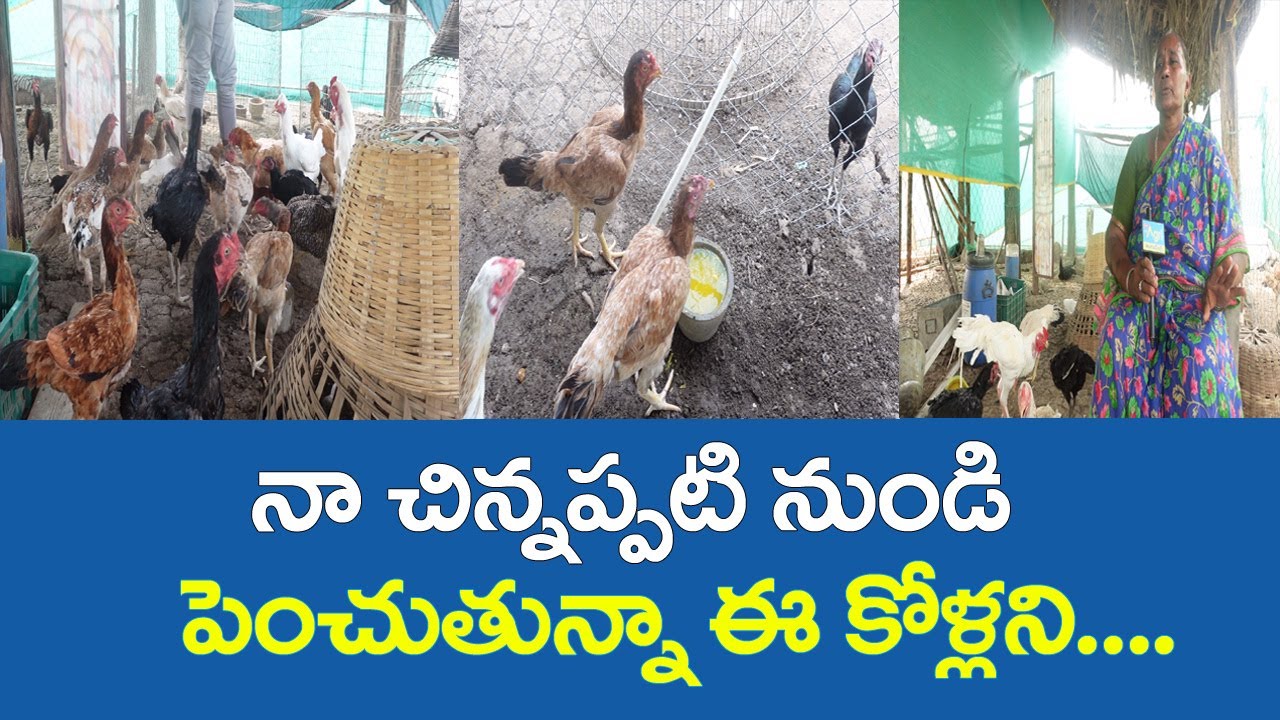Jathi Kollu, Pandem Punjulu Pempakam | నా చిన్నప్పటి నుండి పెంచుతున్నా ఈ కోళ్లని... Tone Agri