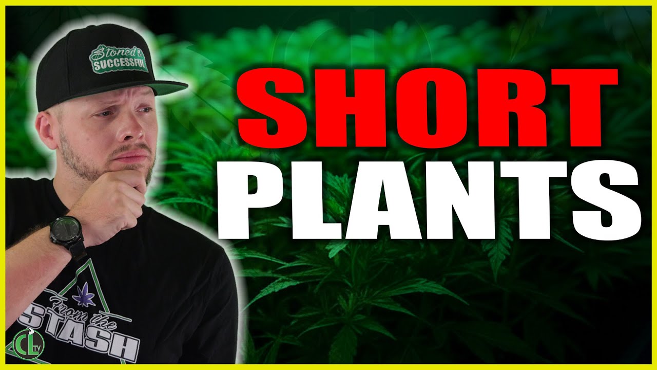 These Genetics Are Meant for a Small Grow Space (SHORT & SQUATTY INDICAS!)
