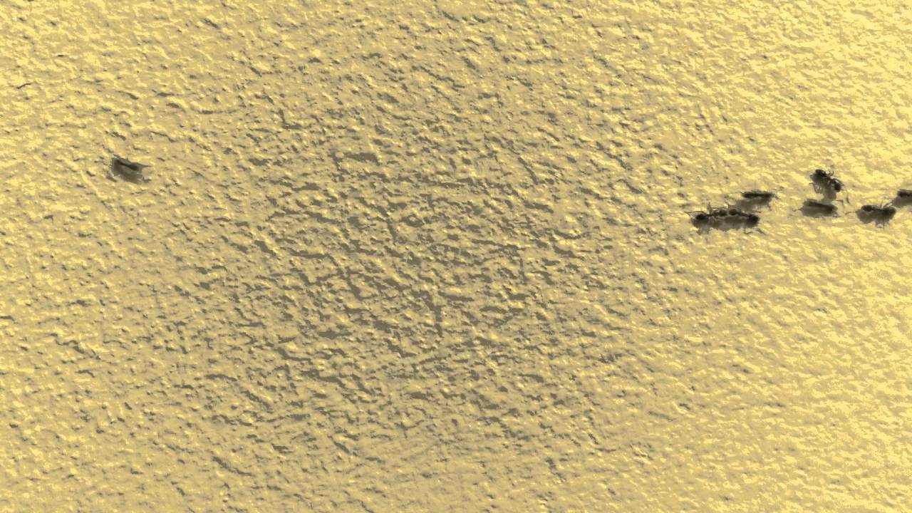 Tiny Traffic