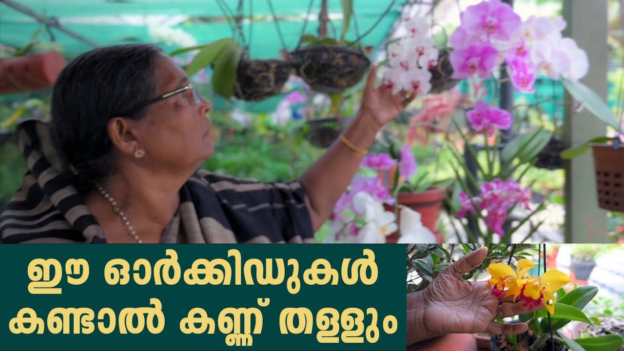 ഈ ഓർക്കിഡുകൾ കണ്ടാൽ കണ്ണ് തള്ളും #orchid #agrownews