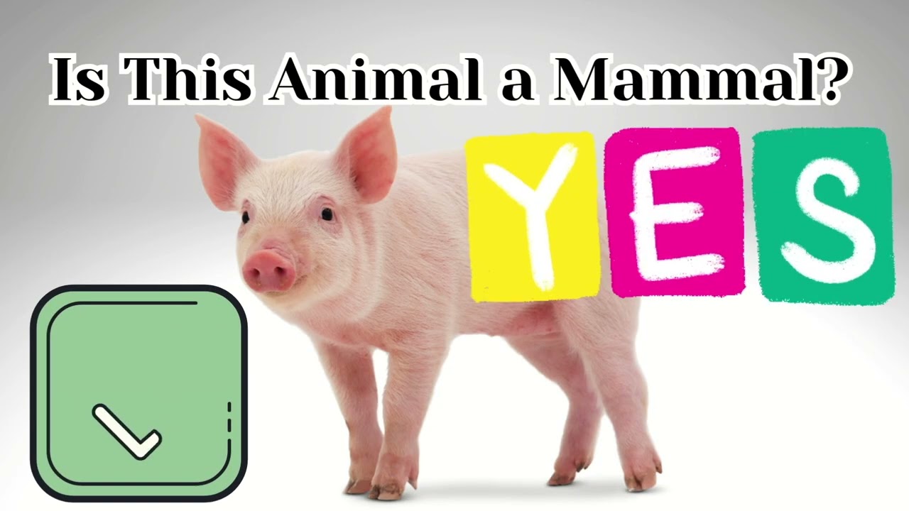 What is a mammal and mammal TEST for Kids.