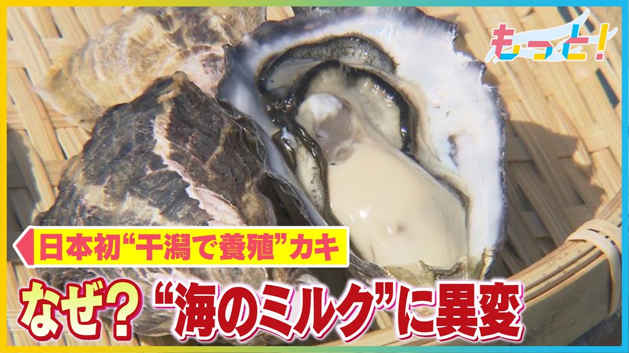 &ldquo;海のミルク&rdquo;に異変　日本初&ldquo;干潟で養殖&rdquo;のカキ
