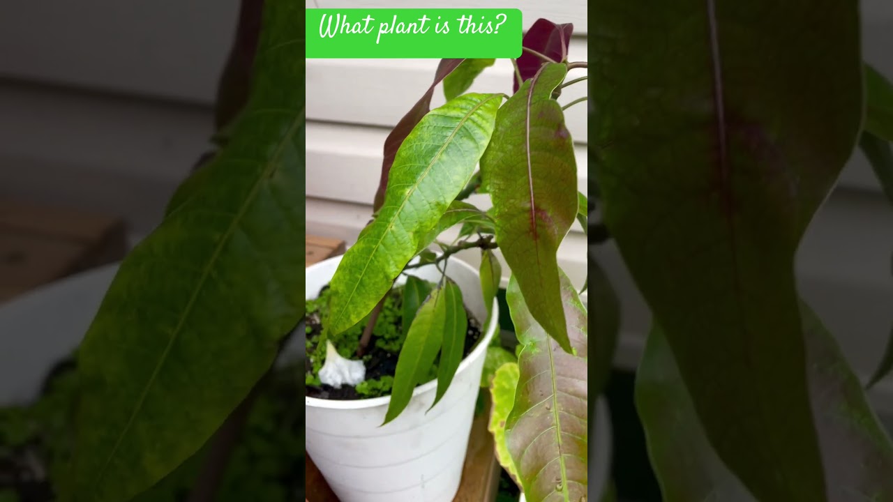 Mango tree in Canada #tropicalfruittrees #mangoplants #loveforplants