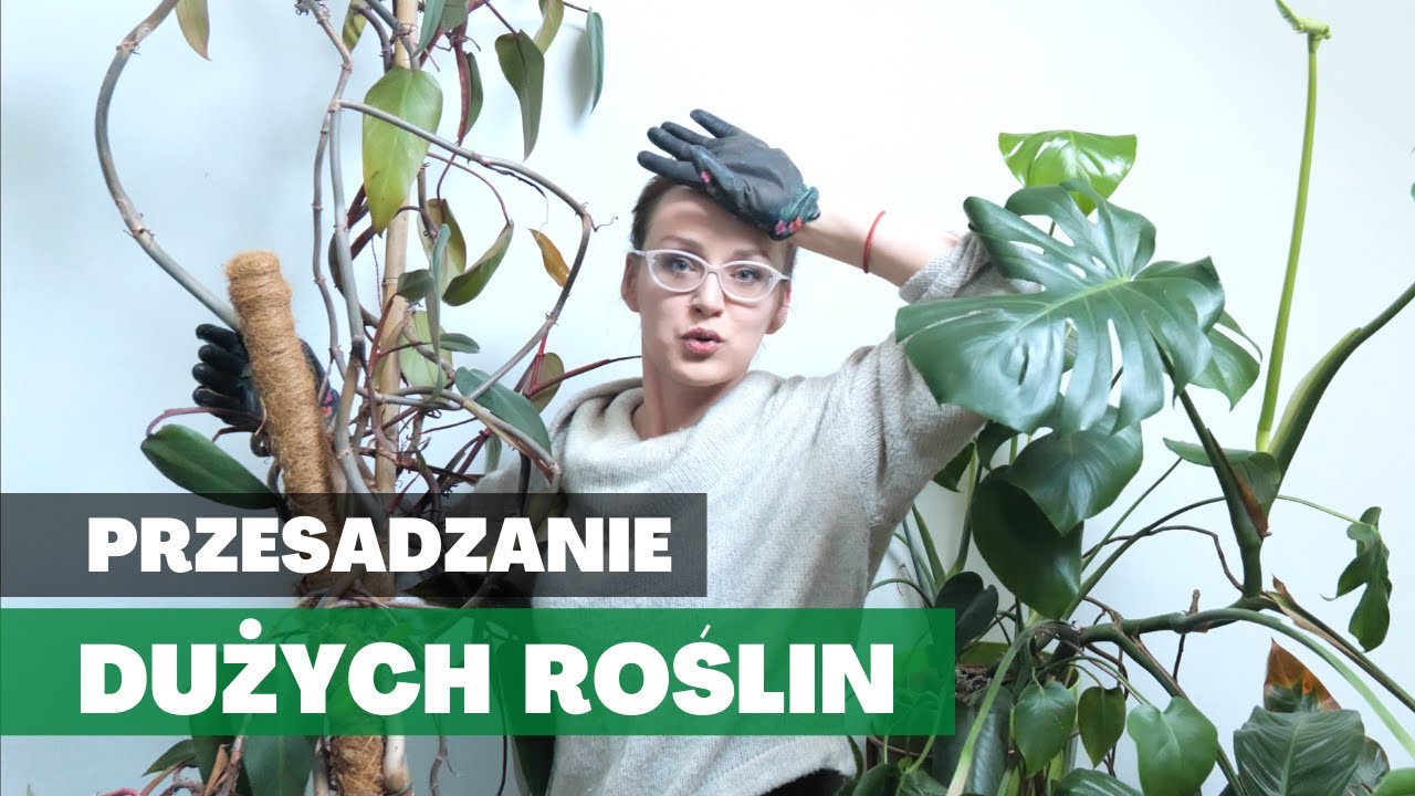 Jak PRZESADZIĆ dużego filodendrona, przerośniętą monsterę? Przesadzanie DUŻYCH roślin domowych