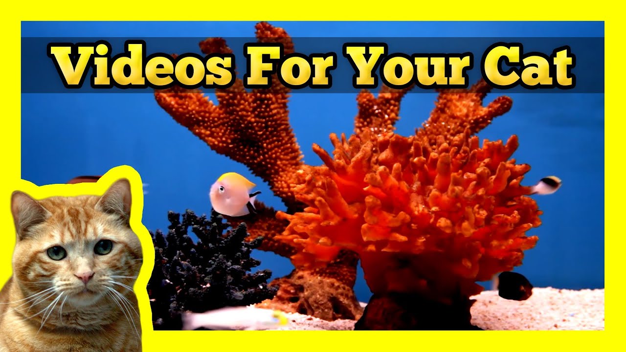 Videos for your Cat - Fish Tank (Trigger Fish, Yellow Wrasse, Domino Damsel)