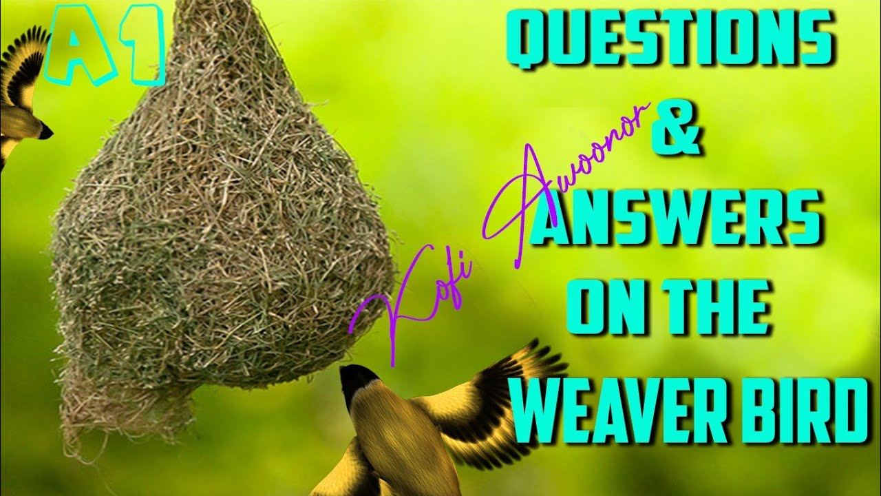 The Weaver Bird  - Questions and Answers|@learningwithjaygeo |