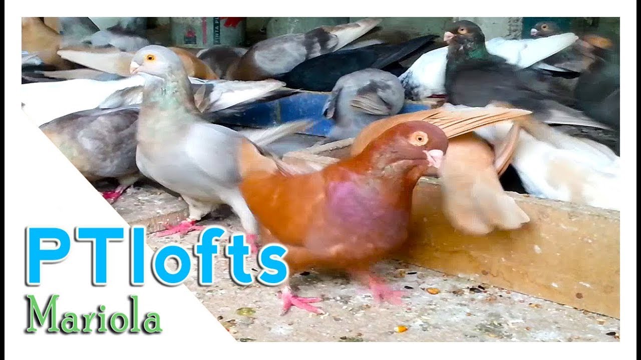 pombos Mariola Portugal pigeons