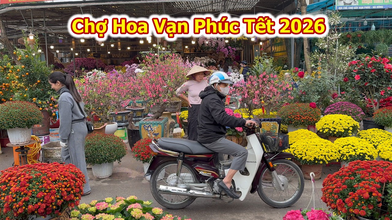 Chợ Hoa Vạn Phúc Tết 2026 Chợ Hoa Đẹp Nhất Hà Nội Du Khách Kéo Về ngắm Hoa Tulip