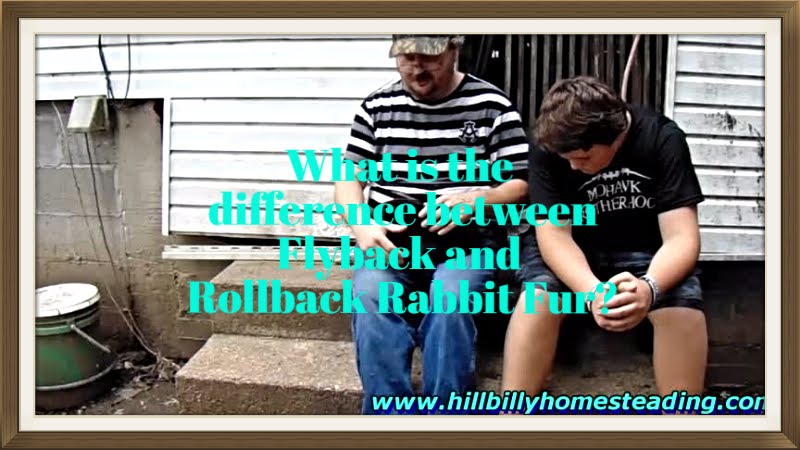 Rabbit Husbandry - Explaining the Difference Between Flyback and Rollback Rabbit Fur.mp4