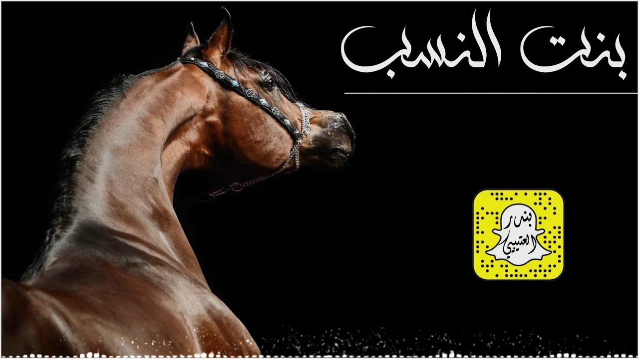بنت النسب - اخذت بنت ساسها شيخ وحصان اداء ماجد الرحيمي 2025 حصرياً