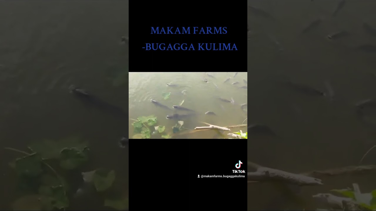 Brood stock for Tilapia
