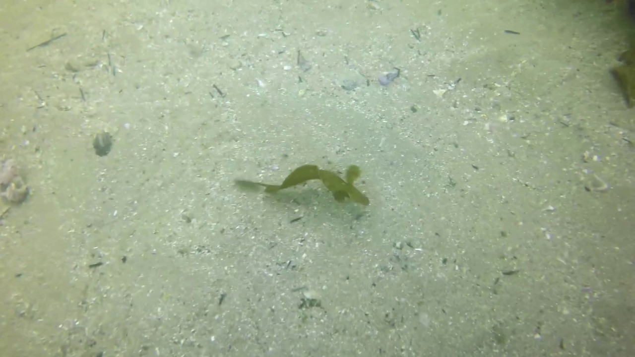 Bare Island, What is the Fish?