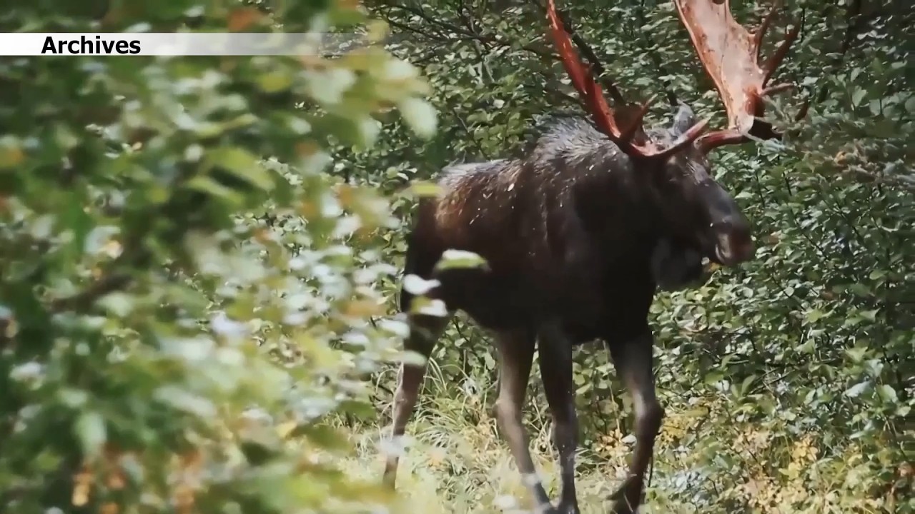 Bilan de la saison de chasse 2025