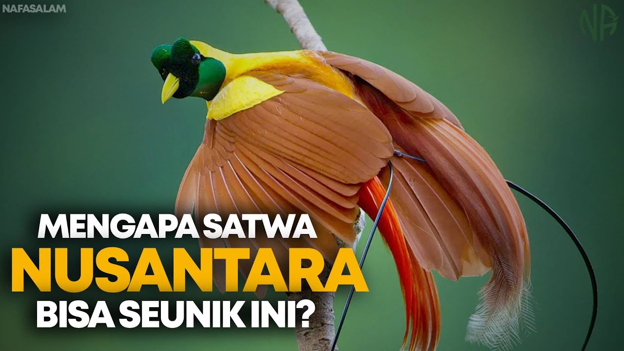 Nusantara di Antara Dua Dunia: Evolusi Satwa Liar yang Dibentuk Bumi