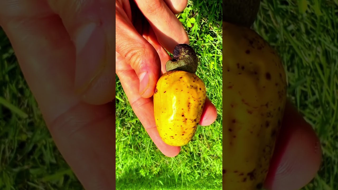Keyshu yongʻogʻi #keyshu #cashew #agro #fruit #meva #uzum #daromad #farming #agriculture #anjir