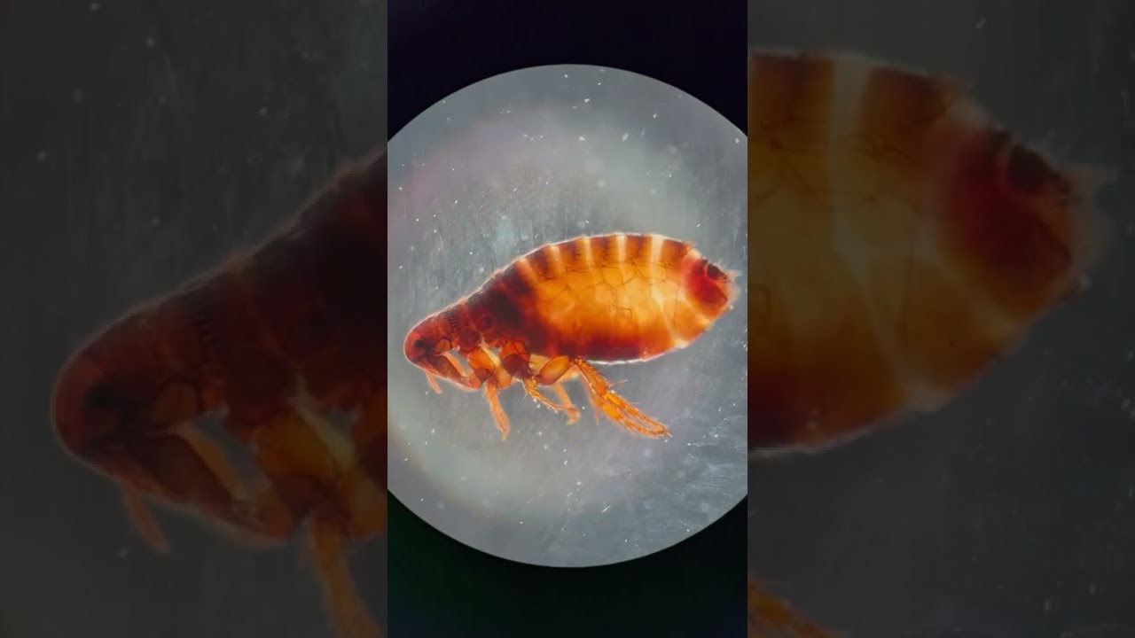 APLASTANDO UNA PULGA BAJO EL MICROSCOPIO 🔬