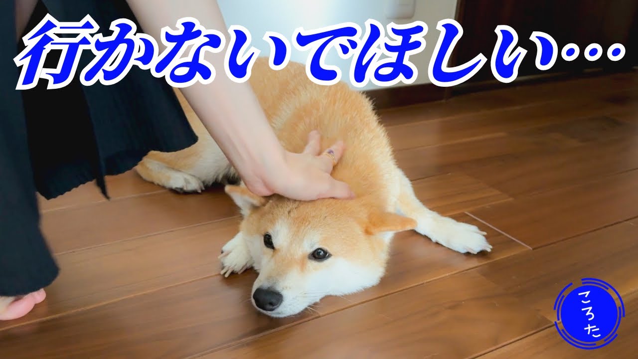 柴犬、ママが旅行でお留守番…パパと男の2人暮らし【豆柴ころた】