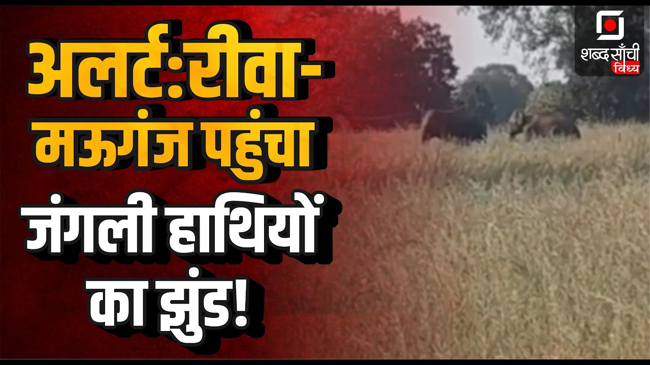 Shabd Sanchi Vindhya News Bulletin | Rewa Crime News | Satna Accident News | Maihar News