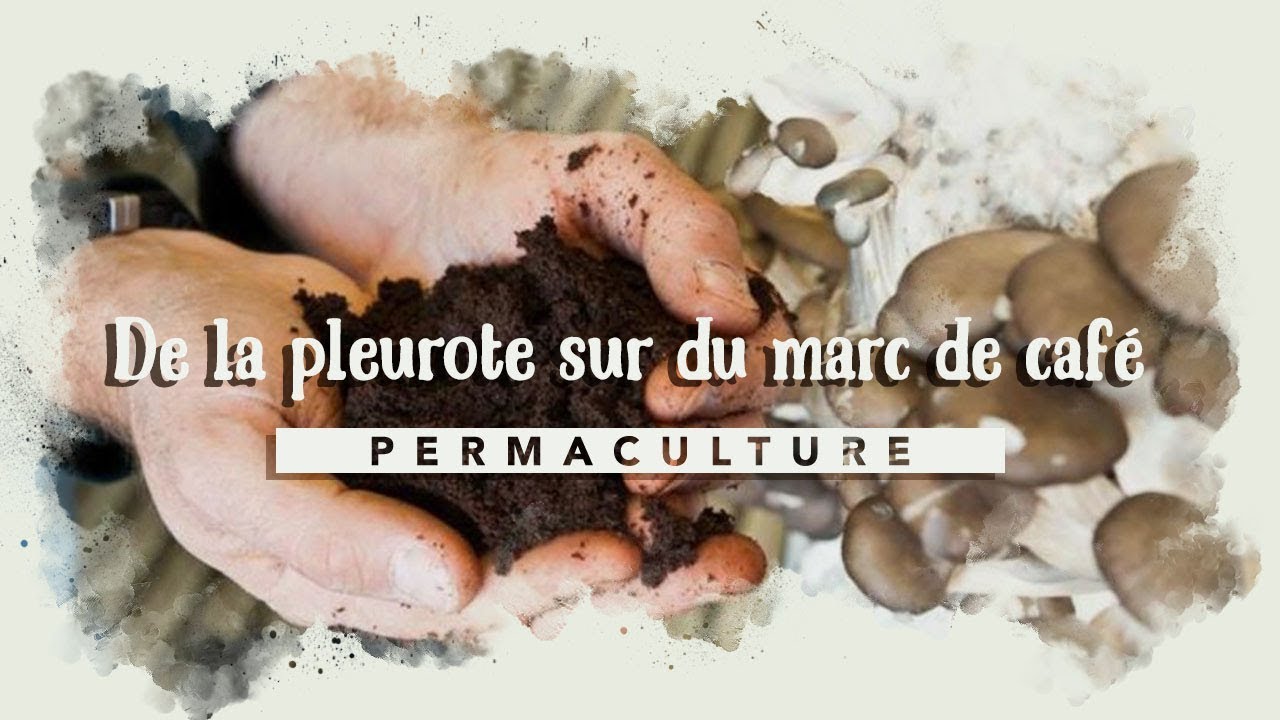 🍄 Culture de pleurotes dans du marc de café recyclé! 🍄