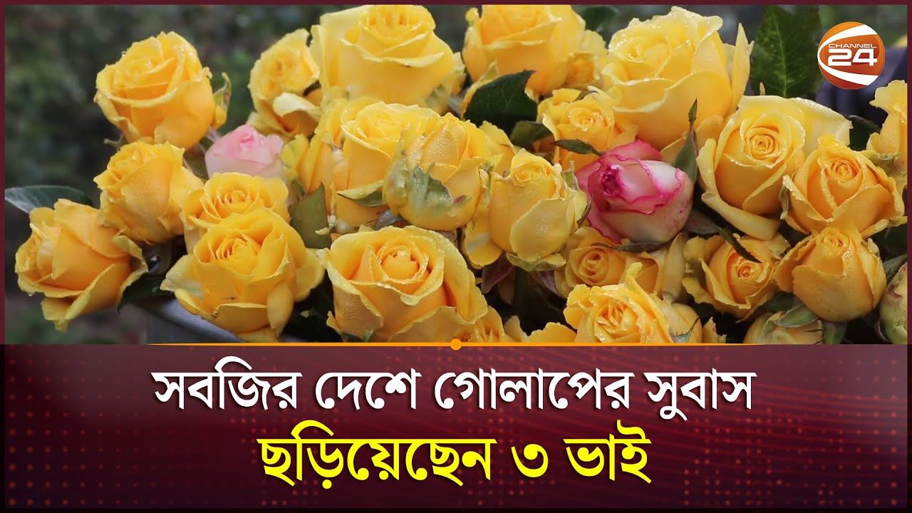ফুলকে ভালোবেসে সবজির দেশে গোলাপের সুবাস ছড়ালেন ৩ ভাই | Flower | Pabna | Channel 24