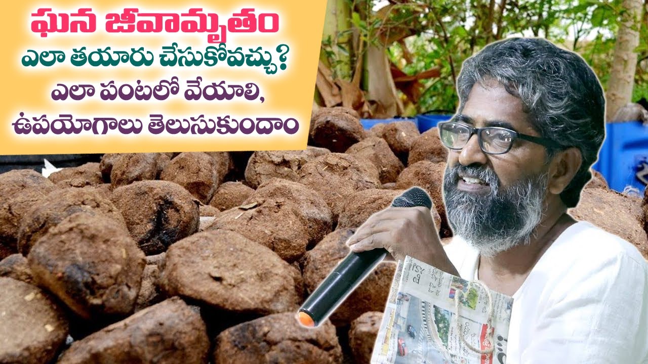 ఘన జీవామృతం తయారు చేసుకునే విధానం||భూమిపై ఎలా ఉపయోగించాలి|| ghana jaavamrutam||Yes Tv