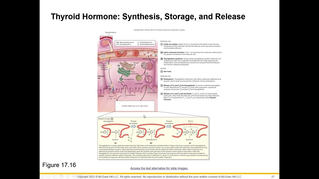 Endocrine System | Part 7 | Thyroid Gland, Thyroid Hormones, and Calcitonin