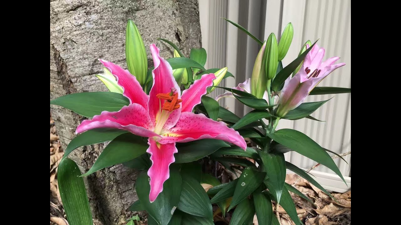 【20132】百合花居然可以这样繁殖！😄  //静姐说花322