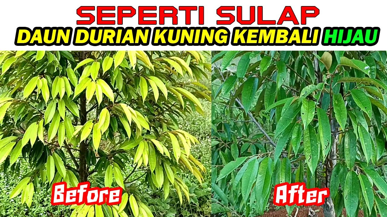 SEPERTI SULAP ❗❗ DAUN DURIAN KUNING & KERDIL KEMBALI HIJAU DALAM HITUNGAN HARI