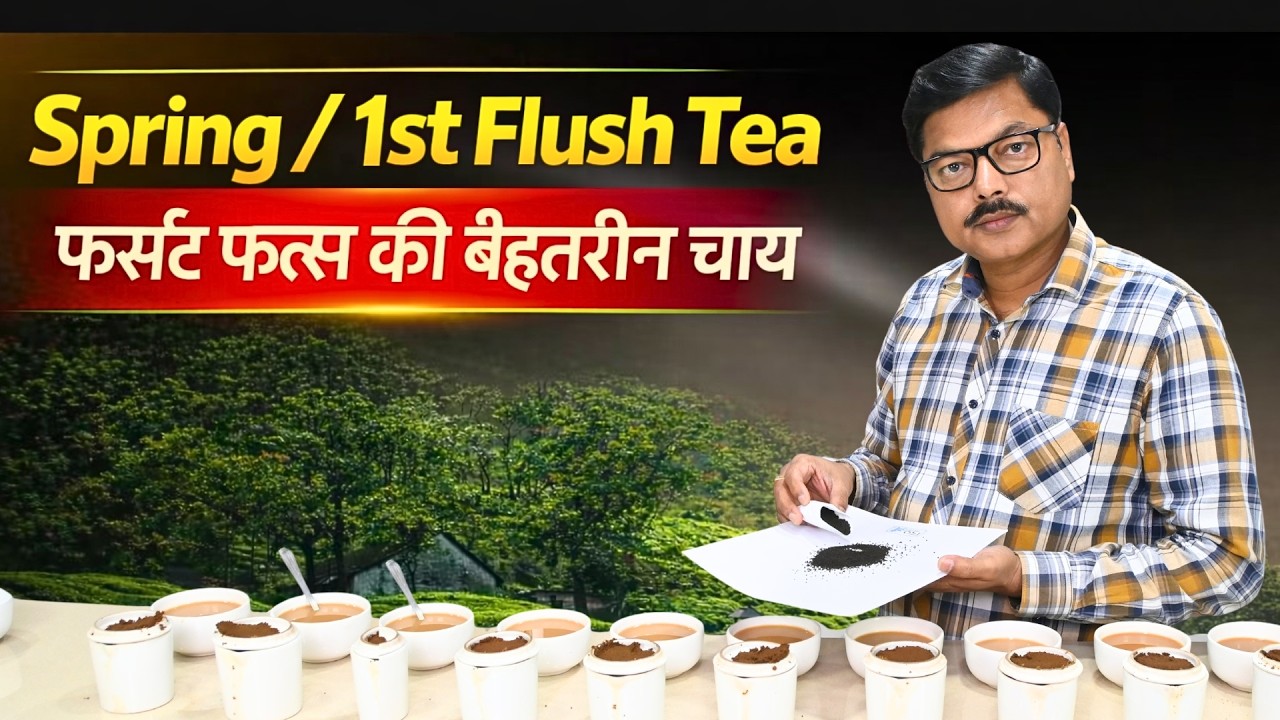 Spring/1st Flush Tea || फर्स्ट फ्लस की बेहतरीन चाय #teabusiness #teaeducation