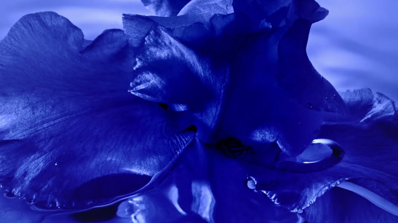 FLOWER INDIGO BY KENZO, THE NEW FRAGRANCE