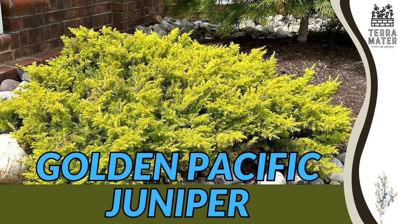 Золотистый тихоокеанский можжевельник (Juniperus conferta &lsquo;Allgold&rsquo;): Ярко-золотистый вечнозелены...