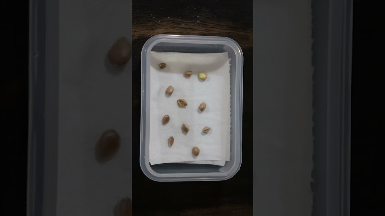 Como germinar semillas de Mandarina #shorts