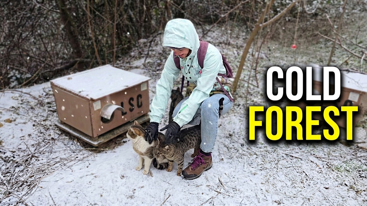 Winter, Snow, Cold… Forest Kittens Hide in Warm Houses to Survive the Harsh Weather ❄️🐾