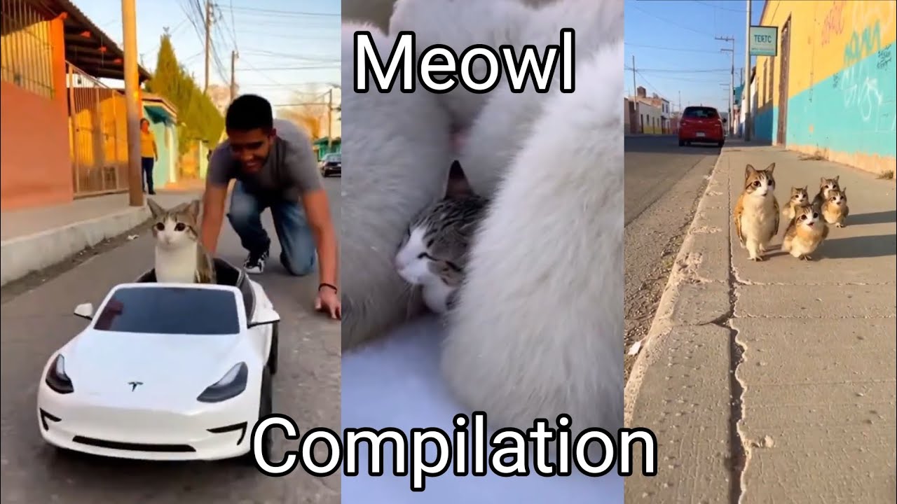 Cute and Funny Meowl Compilation!! 🐱🦉⭐
