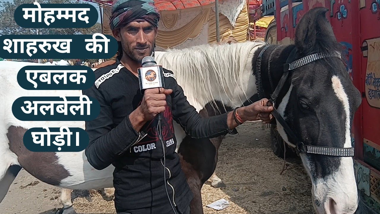  2026 महिदपुर रोड मेले में मोहम्मद शाहरुख की घोड़ियां।Mohammed Shahrukh's mares.