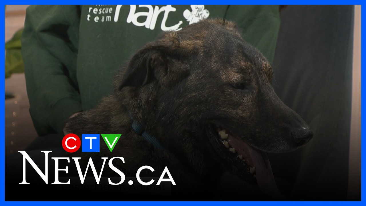 Process and benefits of fostering a pet
