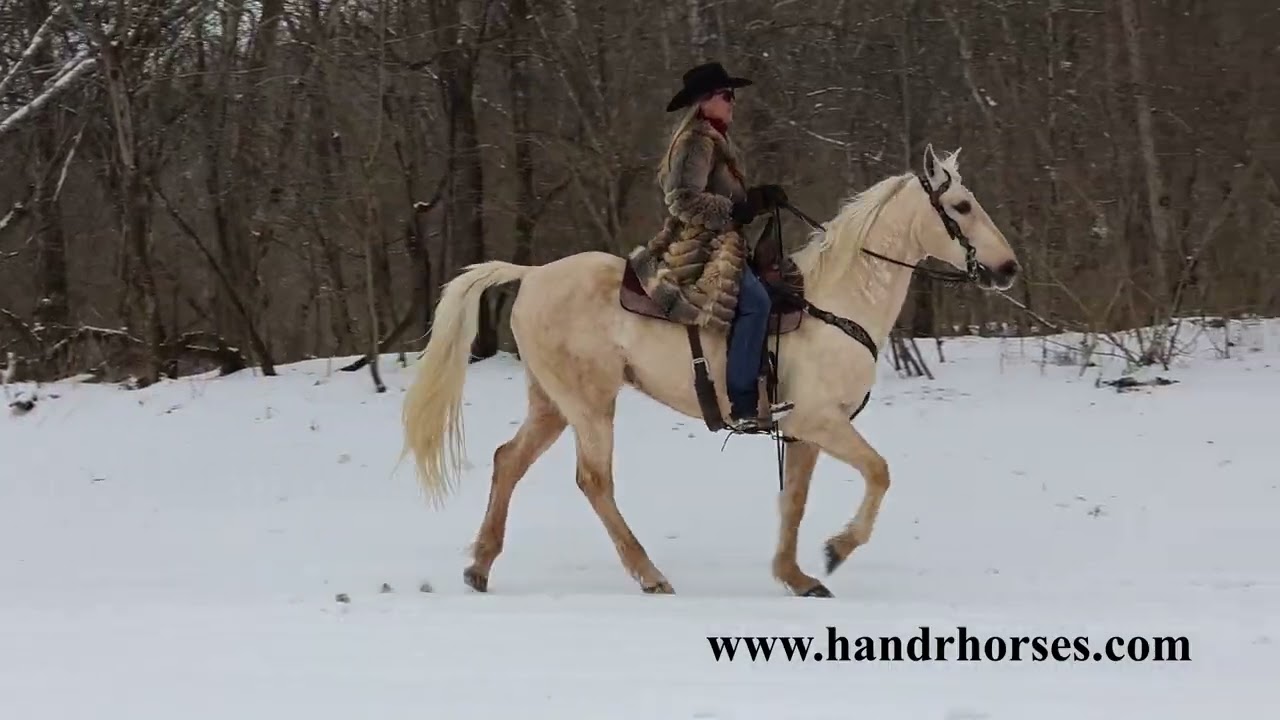 VERY SMOOTH, ATTRACTIVE, WELL BROKE PALOMINO KENTUCKY MOUNTAIN GELDING