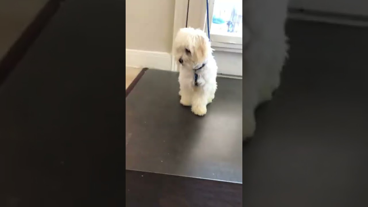 Crazy pup