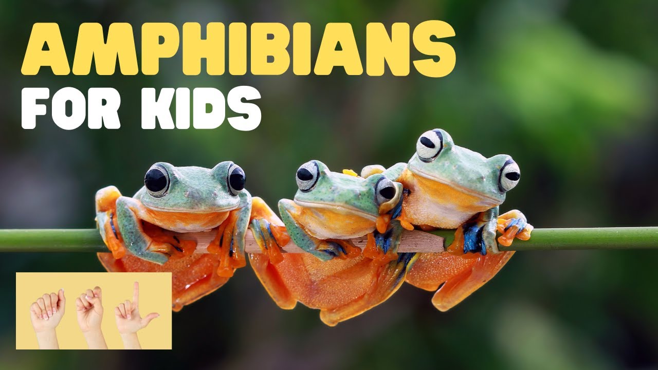 ASL Amphibians for Kids