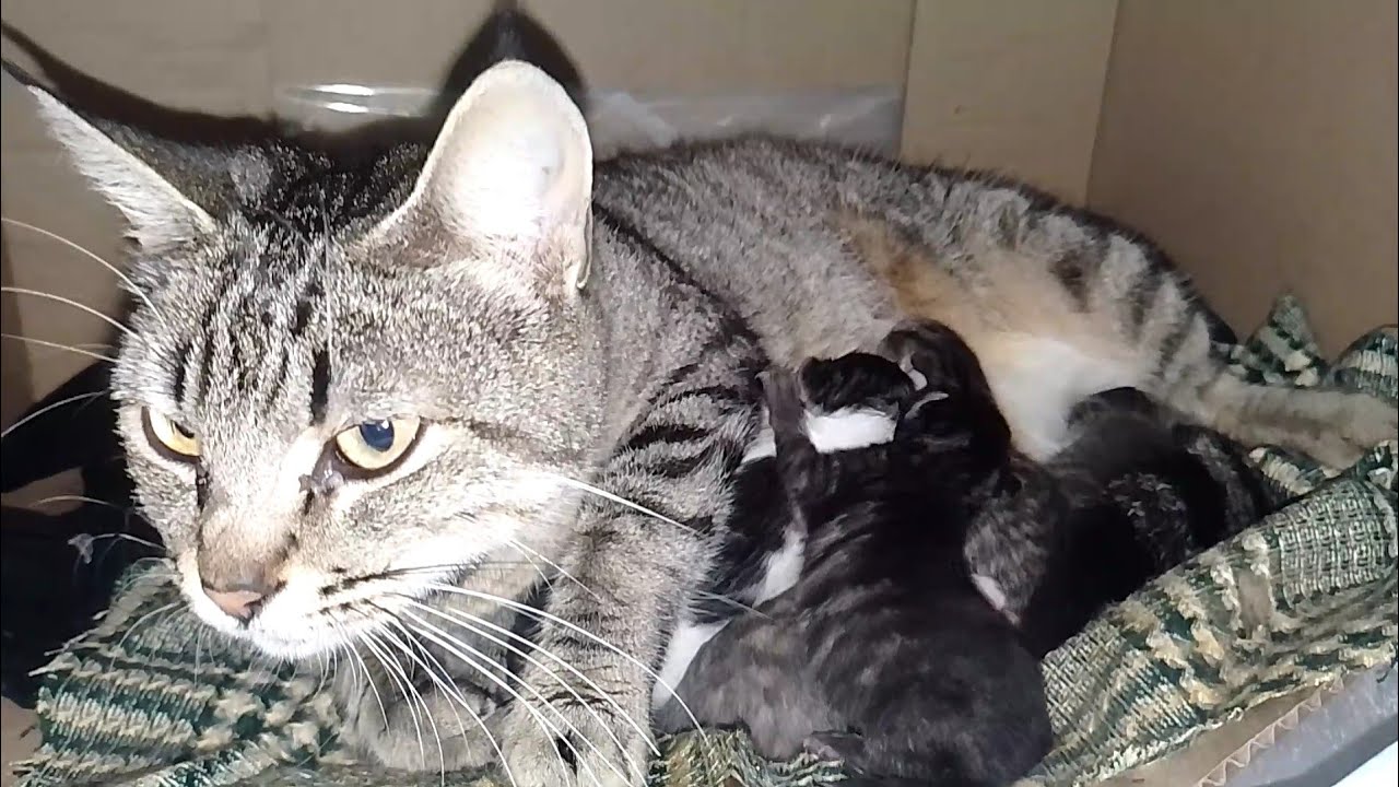Stray mother cat happy when her six kittens get a warm box to protect them from the cold