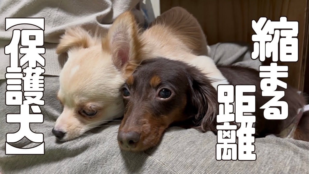 【保護犬】新入りチワワ2匹の変化をお届けします