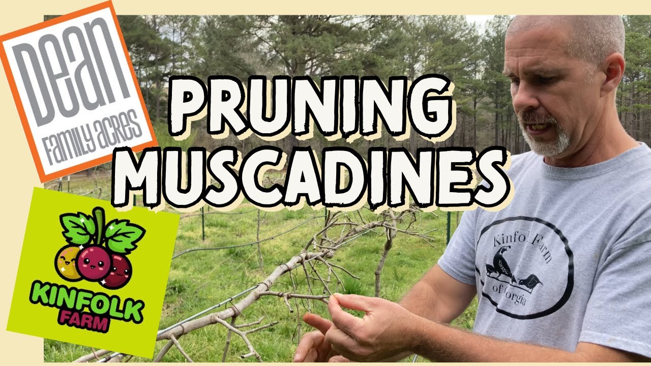 Kinfolk Farm - Pruning, Pigs & Blackberries - EP 86 #muscadines #collab